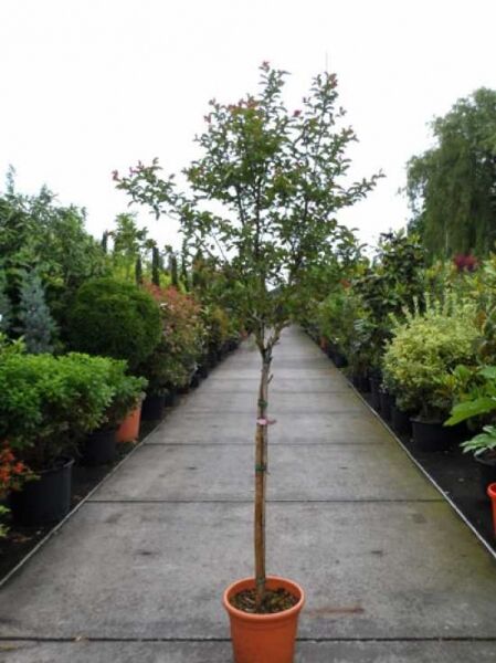 Lagerstroemia indica (Flieder des Südens) als Hochstamm im Topf, 100 cm Stamm, C20, mit grünem Laub und weißen Blütenknospen