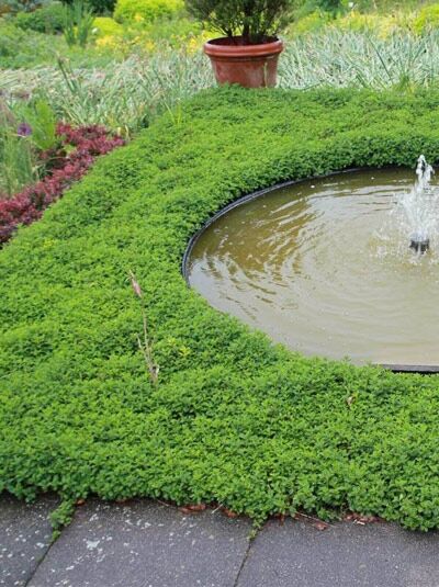 Zwergiger Gamander / Zwergiger Gamander