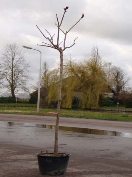 Essigbaum / Hirschkolben-Sumach / Essigbaum / Hirschkolben-Sumach