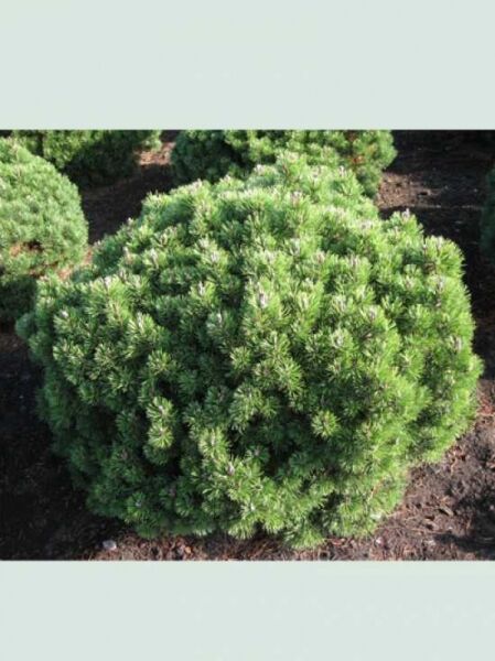 Pinus mugo 'Mops' / Kugel-Kiefer 'Mops'