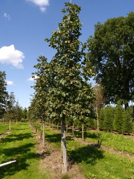Scharlach-Rosskastanie 'Briotii' / Aesculus carnea 'Briotii'