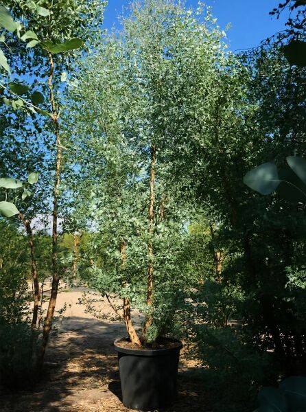 Mostgummi-Eukalyptus (Eucalyptus gunnii) mehrstämmig im Container C500, ca. 400–500 cm, mit silbrig-grünem Laub.