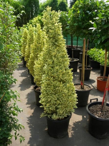 Japanischer Spindelstrauch 'Bravo' (Euonymus japonicus 'Bravo'), 100–120 cm, C25, pyramidenförmig, im Topf, gelbgrün panaschiert