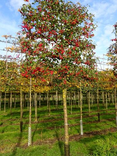 Malus toringo 'Scarlett' / Zierapfel 'Scarlett' 'Hochstamm-Spalier' H:160 B:160 T:20 (Stamm 210 cm)