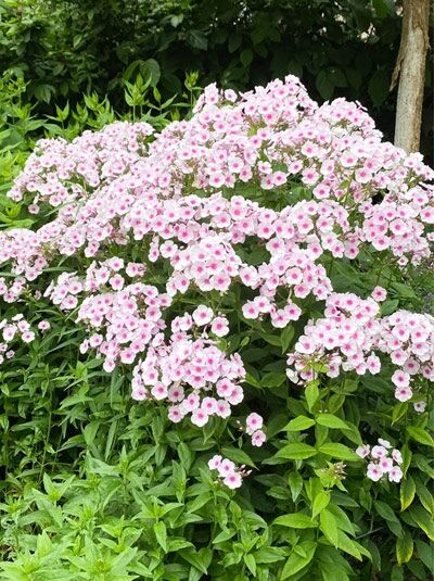 Beet-Flammenblume 'Bright Eyes' Beet-Flammenblume / Phlox paniculata 'Bright Eyes' Beet-Flammenblume
