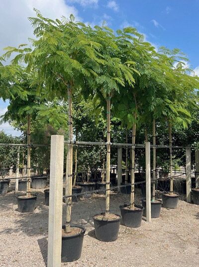 Seidenbaum / Schlafbaum - Albizia julibrissin