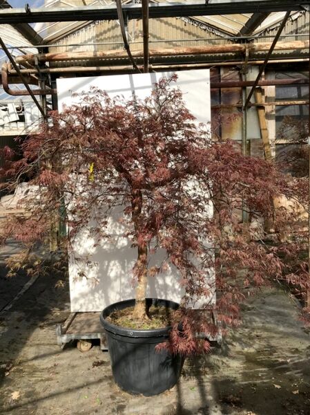Fächer-Ahorn 'Tamukeyama' (Acer palmatum 'Tamukeyama'), roter japanischer Ahorn im Topf, 80 cm Stamm, C110.