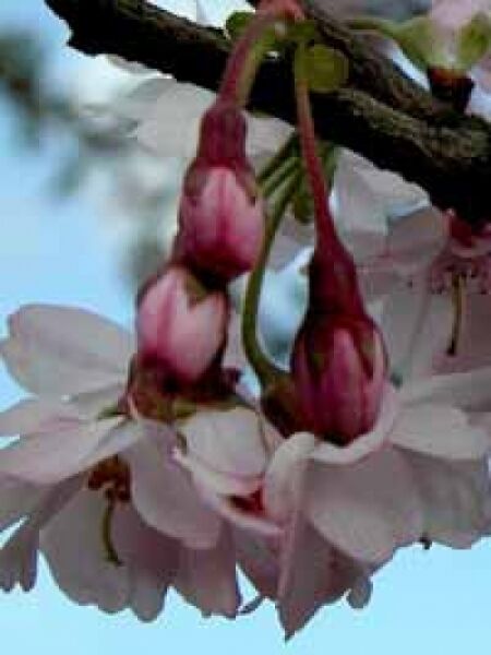 Prunus subhirtella 'Autumnalis Rosea' Stämmchen / japanische Zierkirsche / Rosa-Schneekirsche