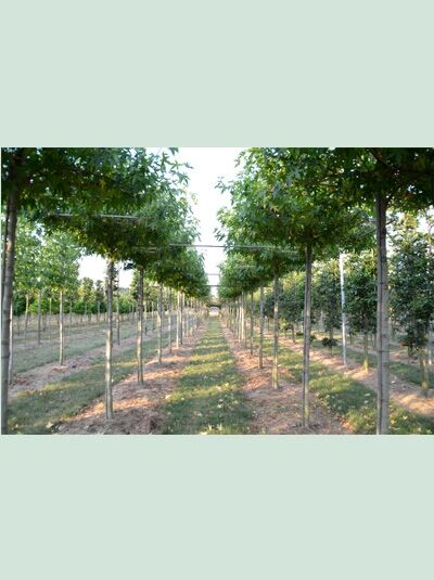 Amberbaum 'Worplesdon' 'Dachform/Dachspalier'