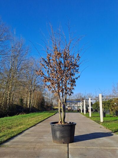 Hainbuche / Weißbuche 'mehrstämmig' 300-350 cm  (874115) / Carpinus betulus