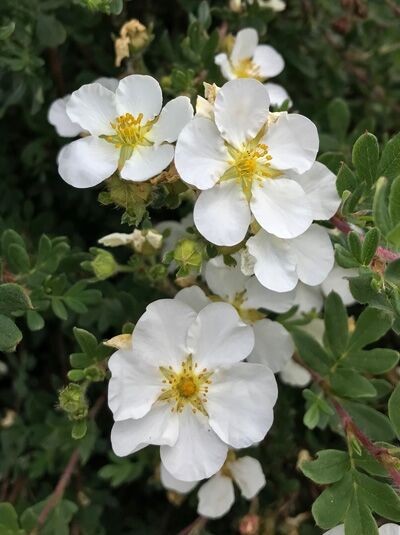 Potentilla fruticosa 'Abbotswood' / Fünffingerstrauch 'Abbotswood' mit weißen Blüten und gelben Staubgefäßen, grünes Laub
