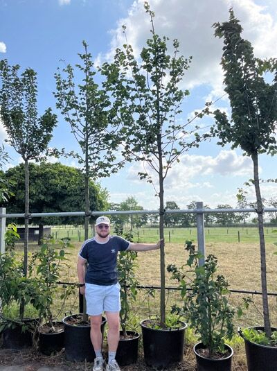Liriodendron tulipifera / Amerikanischer Tulpenbaum Hochstamm 16-18 StU im Container, junger Baum mit aufrechtem Stamm und Laubkrone