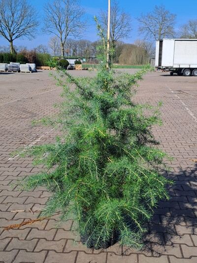 Cedrus deodara / Himalaja-Zeder, 100-125 cm, C20 Containerpflanze mit blaugrünen Nadeln und verzweigtem Wuchs.