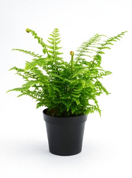 Polystichum setiferum 'Proliferum' (Schmaler Filigranfarn) mit feinen grünen Wedeln im schwarzen Topf, P11