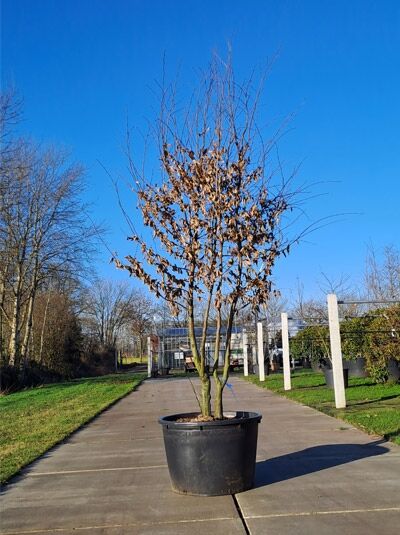 Hainbuche / Weißbuche 'mehrstämmig' 300350 cm (874009)
