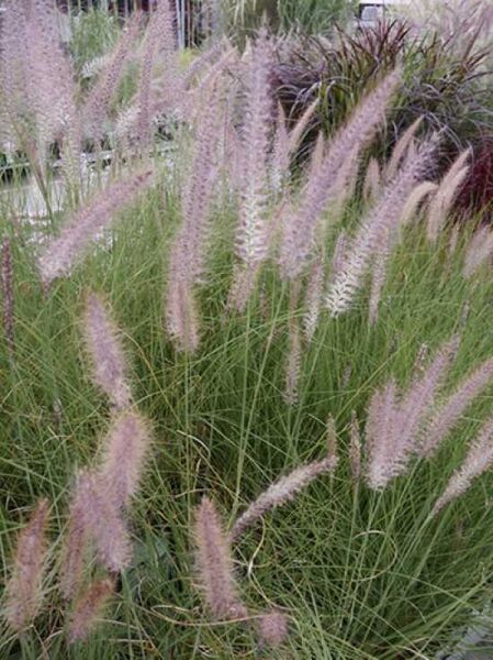 Lampenputzergras / Pennisetum setaceum 'Rupelli'