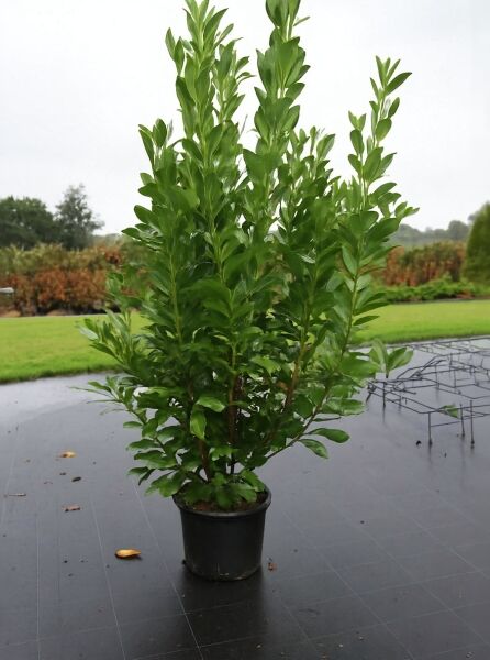 Prunus laurocerasus 'Rotundifolia' / Kirschlorbeer 'Rotundifolia', großblättrig, 175-200 cm, im Container C35.
