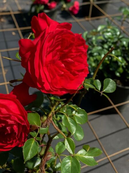 Kletterrose Florentina (Rosa 'Florentina') mit großer, gefüllter roter Blüte und glänzend grünem Laub am Trieb.
