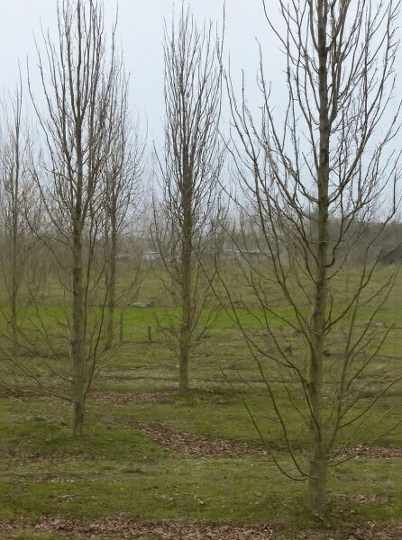 Säulen-Hainbuche Carpinus betulus 'Frans Fontaine', 400–450 cm, mit Drahtballen, laubfreier säulenförmiger Baum im Feld.