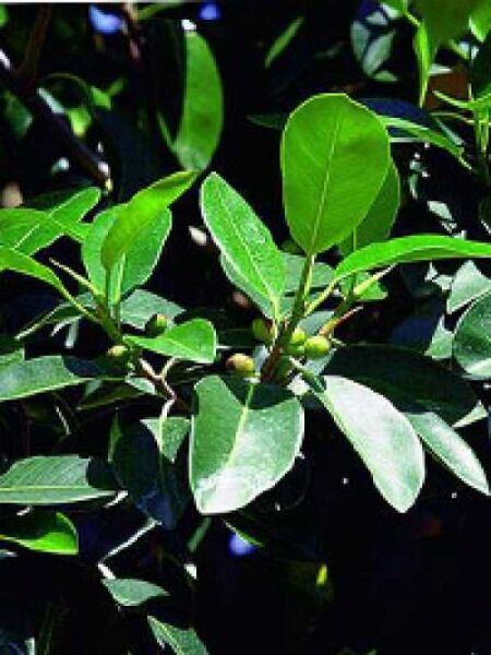 Ficus australis / Ficus rubiginosa / Australischer Feigenbaum / Rostfeige