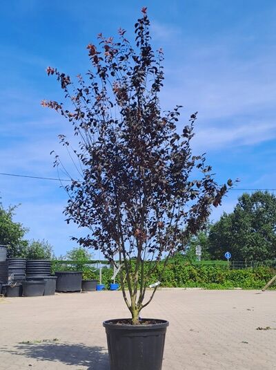 Blut-Pflaume 'Nigra' 300-350 cm Schirmform - Prunus cerasifera 'Nigra' (1577156)