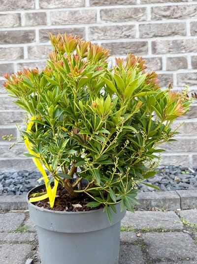 Japanische Lavendelheide 'Prelude' - Pieris japonica 'Prelude'