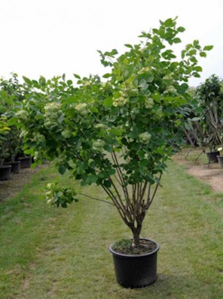 Klee-Ulme / Lederstrauch / Klee-Ulme / Lederstrauch