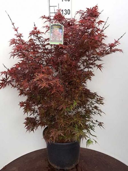 Japanischer Ahorn Acer palmatum 'Shaina', roter Zwerg-Zierahorn im Topf C25, ca. 80–100 cm, mit tiefrot gelappten Blättern