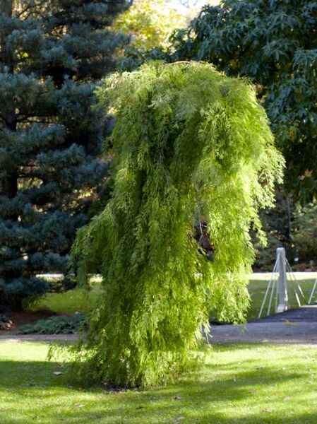 Taxodium distichum 'Pendulum' / Hänge-Sumpfzypresse