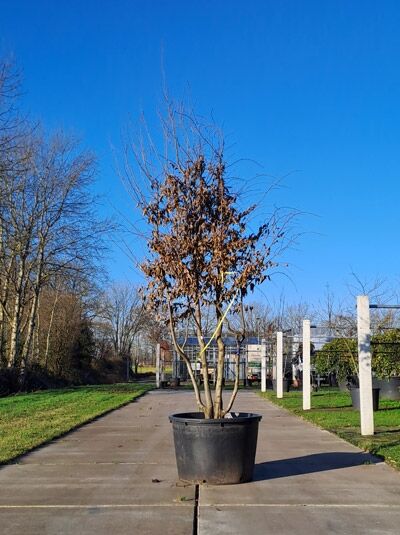 Carpinus-betulus-300-350-cm-(874010)