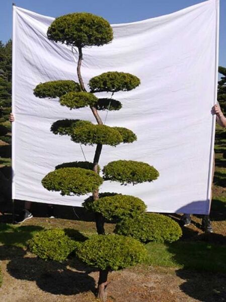 Garten-Bonsai (0132) / Taxus baccata 'Semperaurea' H: 230 cm B: 120 cm