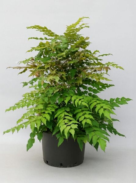 Mahonia japonica (Japanische Mahonie) 60-80 cm, C20, buschige Pflanze im schwarzen Topf mit gefiederten, grünen Blättern