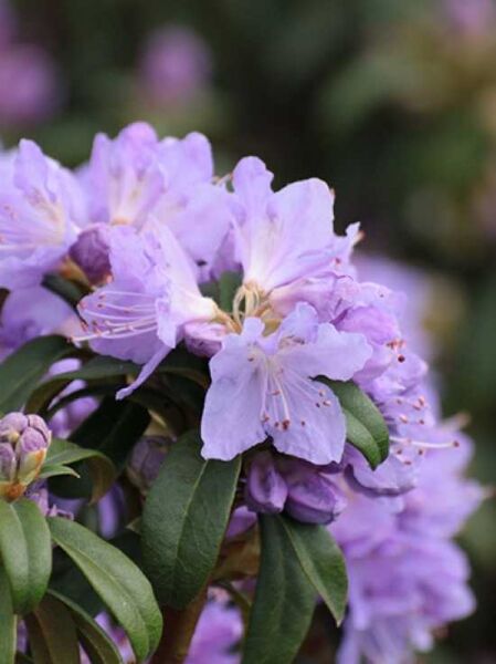 Zwerg-Rhododendron 'Blue Tit Magor'  / Zwerg-Rhododendron 'Blue Tit Magor' 