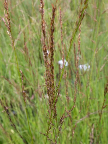 Kleines Pfeifengras  / Molinia caerulea