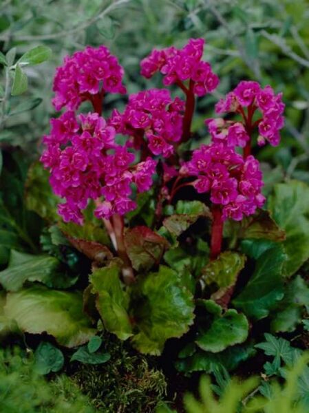 Garten-Bergenie 'Abendglut' / Bergenia 'Abendglut'