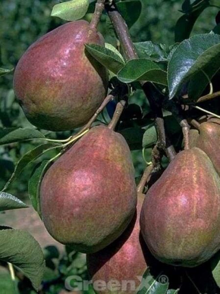 Pyrus communis 'Rote Williams Christ' / Birne 'Rote Williams Christ' / Birne 'Red Spring Pear'