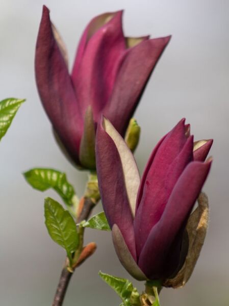 Magnolie 'Black Beauty' ® / Magnolia 'Black Beauty' ®