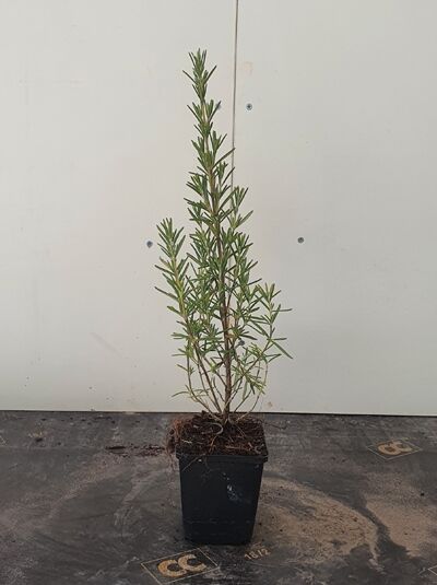 Rosmarinus officinalis / Rosmarin P9, aufrecht wachsender Topfstrauch mit schmalen, nadelartigen grünen Blättern im Topf