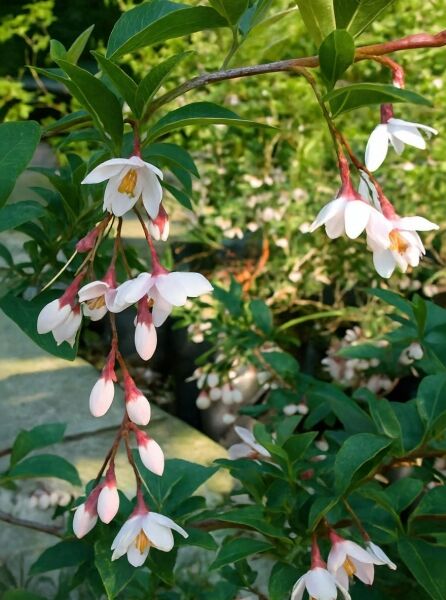 Japanischer Storaxbaum 'Snowcone' ® / Japanischer Storaxbaum 'Snowcone' ®