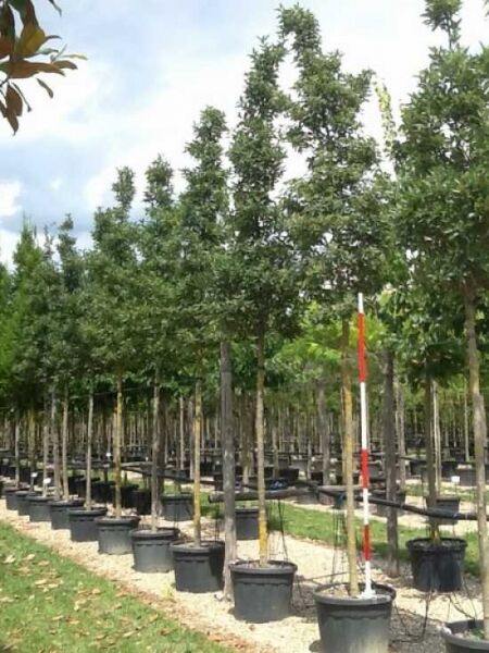 Pflaumenblättriger Weißdorn 'Splendens' (Crataegus persimilis / Crataegus prunifolia) Hochstamm im Container in Baumschule