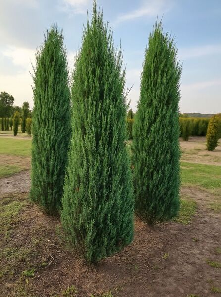 Juniperus scopulorum 'Blue Arrow' (Blauer Raketen-Wacholder), schlanke säulenförmige Konifere mit blaugrünem Nadelkleid im Feldbestand