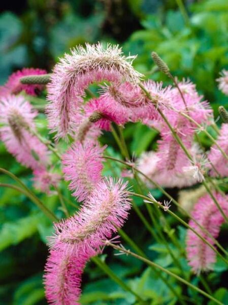 Sanguisorba obtusa (Japan-Wiesenknopf) mit rosafarbenen, gebogenen Blütenähren und grünem Laub