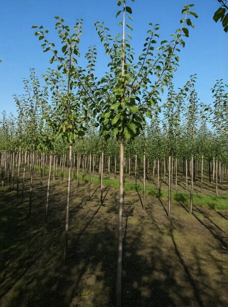 Prunus domestica 'Königin Victoria' / Pflaume 'Königin Victoria' Hochstamm 12-14 StU, junger Baum mit belaubter Krone im Feldanbau