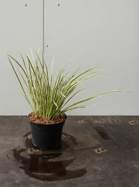 Kalmus 'Variegatus' (Acorus gramineus 'Variegatus') im schwarzen Topf, grasartige grün-weiß gestreifte Blätter.