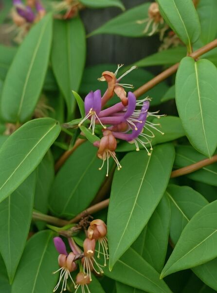 Lonicera henryi / Immergrünes Geißblatt mit violetten Blüten und länglichen grünen Blättern am Klettertrieb