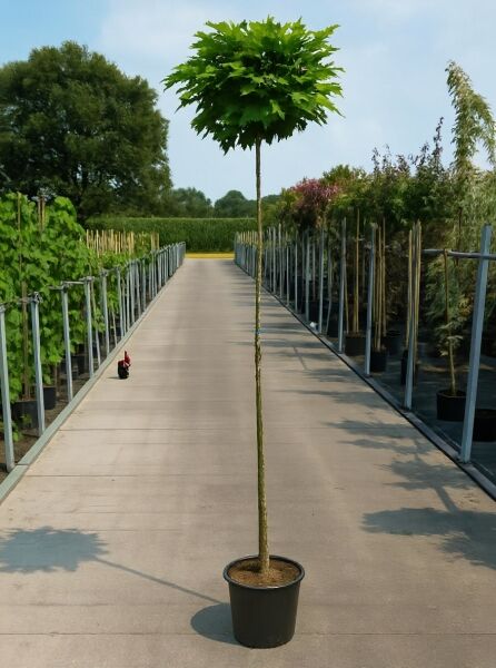 Quercus palustris 'Green Dwarf' (Kugelsumpfeiche 'Green Dwarf') Hochstamm im Container mit kugeliger Krone.