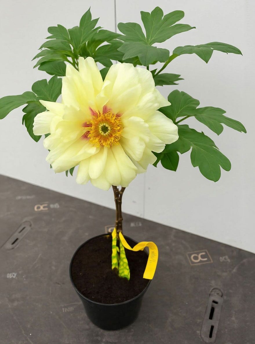 Strauch Pfingstrose 'High Noon' - Paeonia suffruticosa 'High Noon'
