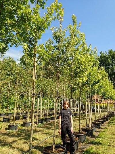 Acer rubrum 'Red Sunset' (Rot-Ahorn) Hochstamm 14-16 StU im Container, schlanker Stamm mit grünem Laub in der Baumschule.