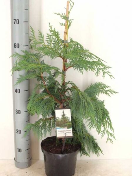 Chamaecyparis nootkatensis 'Pendula' Hänge-Nootkazypresse, grüne hängende Zweige im C3-Topf, ca. 40–50 cm hoch.