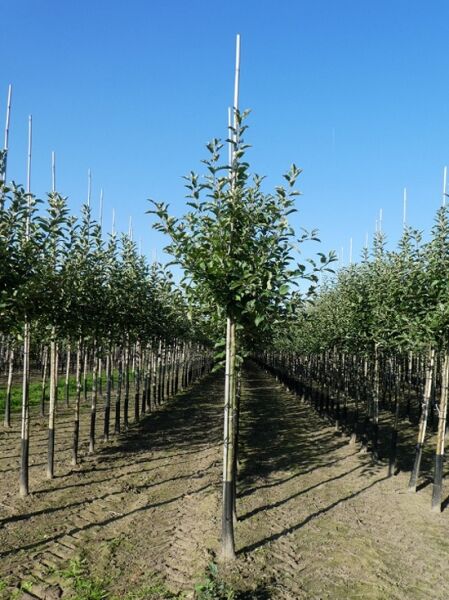 Malus domestica 'Kaiser Wilhelm' (Apfel 'Kaiser Wilhelm') Hochstamm, Jungbaum im Feldanbau mit Stützpfahl und belaubter Krone